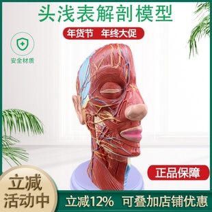 人体头骨带肌肉神经血管模型型 美容面部神经微整形 医学解剖