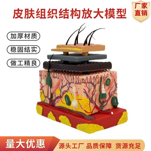政河皮肤结构模型精致耐用