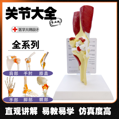 人体关节模型骨骼模型