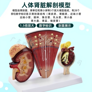 病理肾脏结构解剖模型 病变内脏器官泌尿科肾小球肾单位教学展示