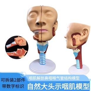 医学教学鼻口咽喉腔模型头颈面部解剖喉肌肉甲状腺神经血管耳鼻喉