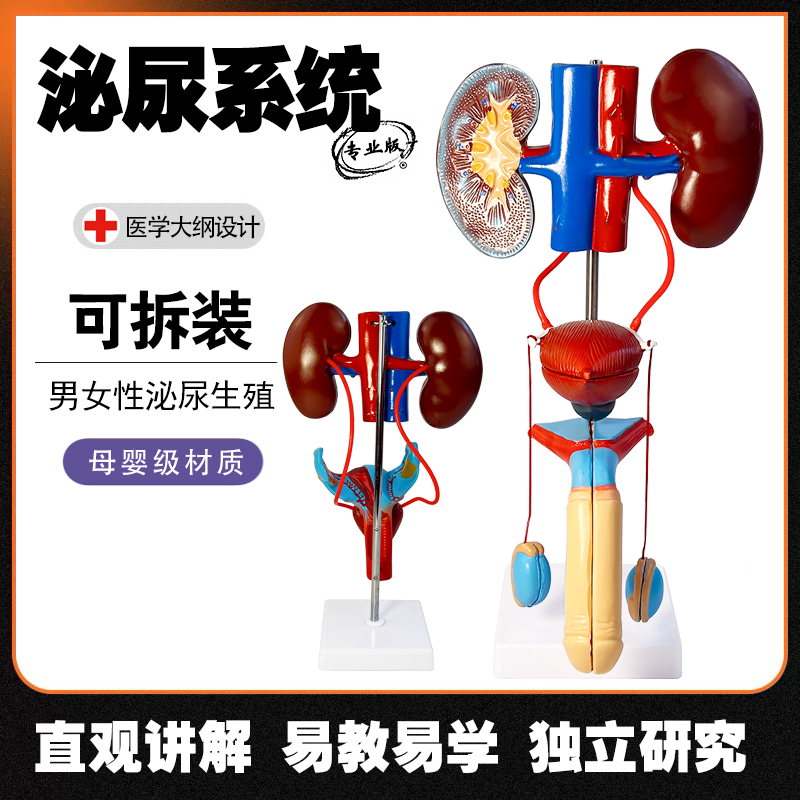 男女性生殖器官结构解剖模型可拆装人体泌尿系统肾脏子宫尿道模型