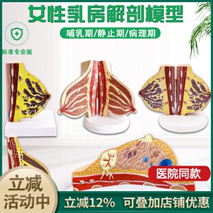 医用女性静止期乳房模型乳房结构解剖模型丰胸美容妇科用人体模型