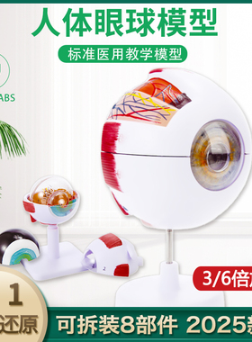 26年新版人体眼球模型3d结构眼球与眼眶放大解剖眼睛肌肉医院教学