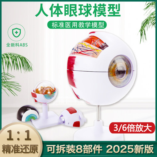 25年新版人体眼球模型3d结构眼球与眼眶放大解剖眼睛肌肉医院教学
