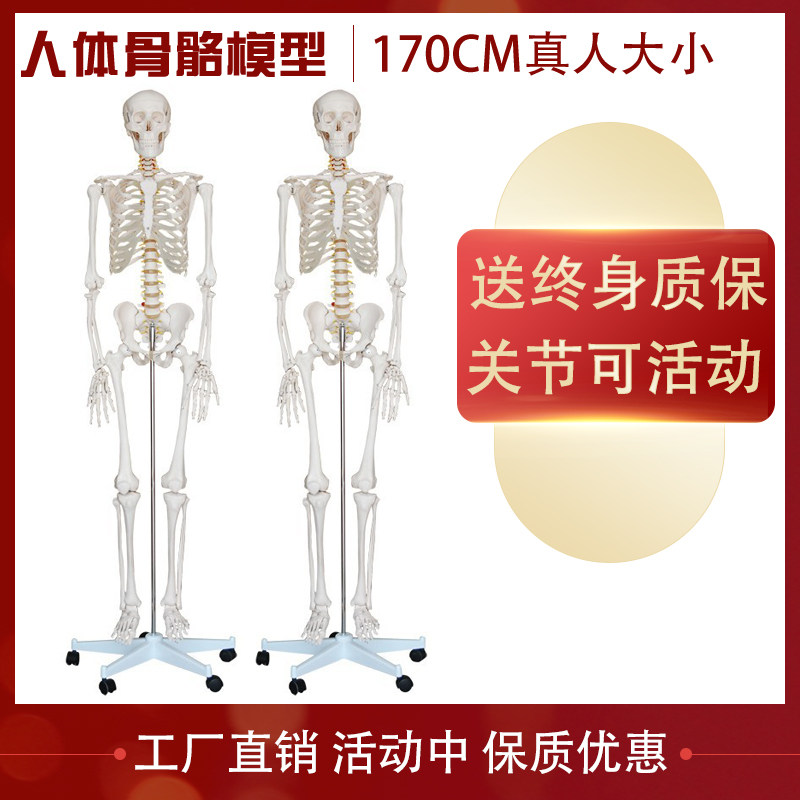 厂家直销170cm人体大骨骼模型 骷髅骨架标本 附神经带软肋骨