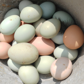 无货暂停接单 新鲜农家散养粮食蛋五黑鸡蛋绿壳乌鸡蛋高硒高蛋白