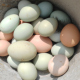 无货暂停接单 新鲜农家散养粮食蛋五黑鸡蛋绿壳乌鸡蛋高硒高蛋白