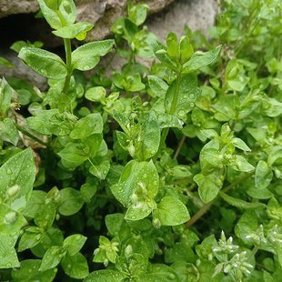 新鲜鹅儿肠野生现摘鹅肠草繁缕鹅肠菜乌云草鸡肠菜抽筋草伸筋藤草
