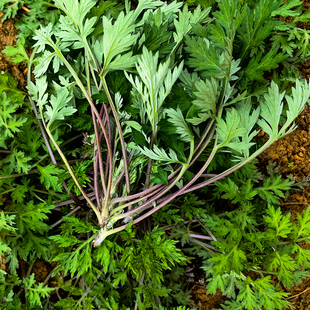 新鲜红梗白蒿野生艾草苗白蒿子叶清明草蒿菜社饭粑粑青团糍粑原料