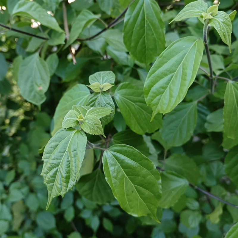 干臭黄荆叶农家新鲜晒干神仙豆腐树叶斑鸠叶豆腐柴观音绿豆腐凉粉
