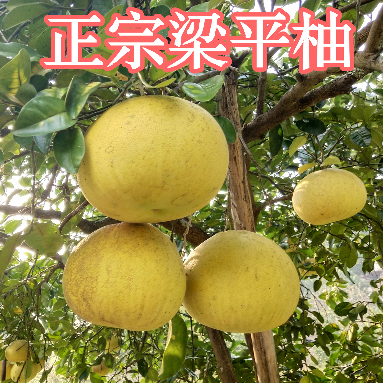 重庆梁平特产梁平柚8斤包邮梁山柚麻柚子平顶柚药柚孕妇新鲜水果