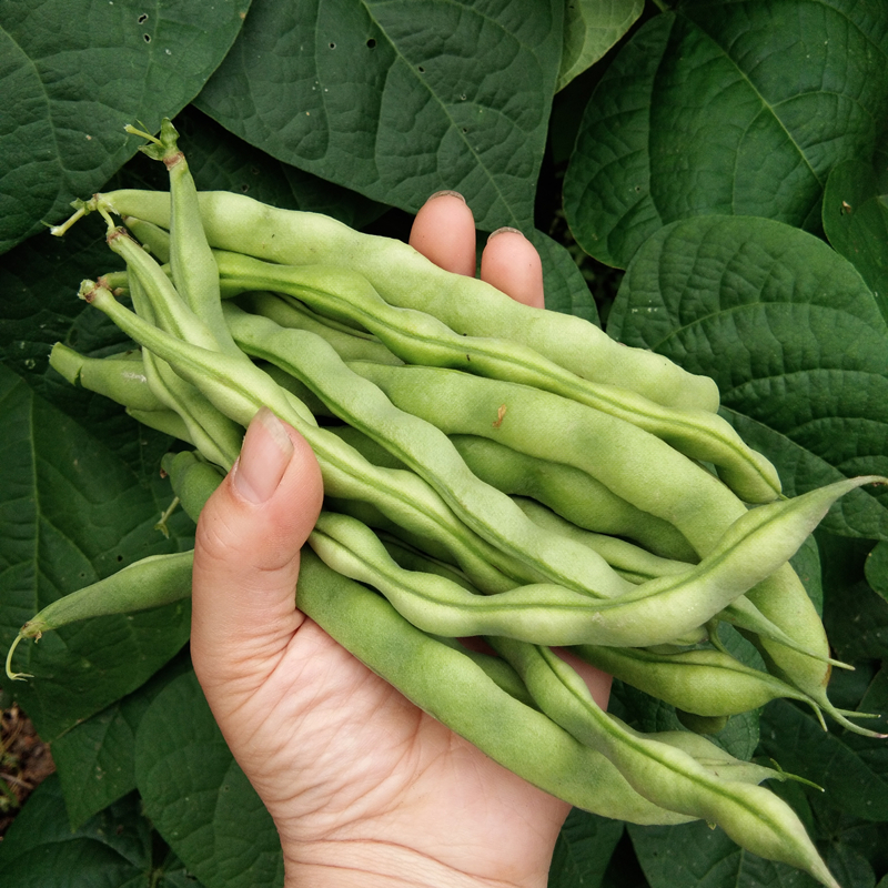 嫩四季豆新鲜芸豆荚蔬菜豆角重庆农家种植长扁豆露天青豆刀豆现摘