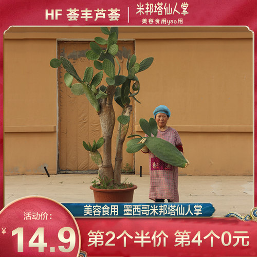 墨西哥米邦塔仙人掌可吃食用大型植物室内绿植药用外敷嫁接蟹爪兰 - 封面