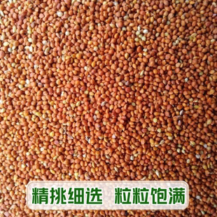 优质红谷子鹦鹉饲料鸟食玄凤谷子牡丹粮食文鸟带壳小米黄雀鸟粮