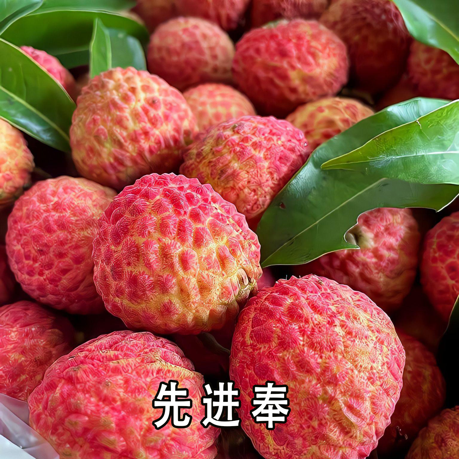 2026年四川泸州合江荔枝黛带绿新鲜现摘现发脆甜冷链包邮孕妇水果