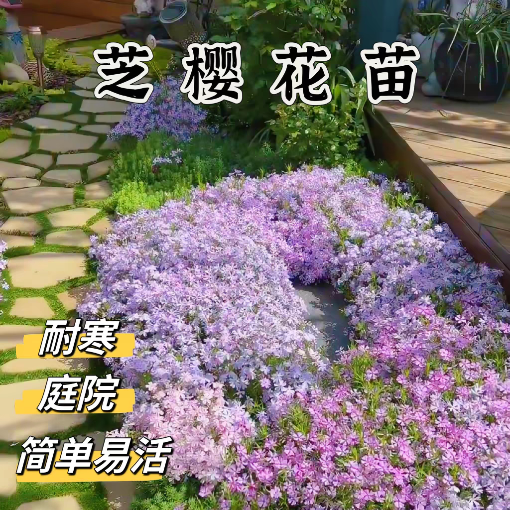 芝樱花苗盆栽地栽耐寒耐热四季开花庭院阳台花卉植物