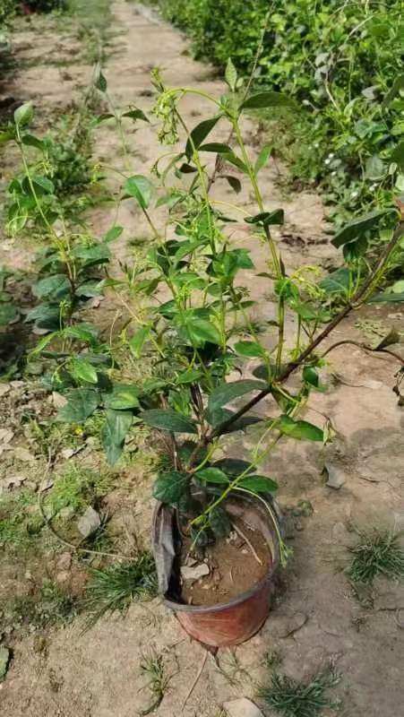 风车茉莉盆栽爬藤室外耐热寒植物法国香水藤阳台庭院花卉多季开花