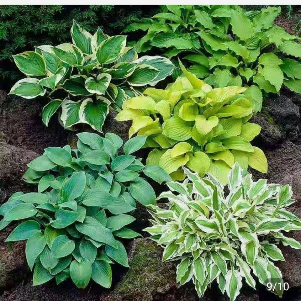 玉簪花苗多年生宿根观叶观花植物室内外阳台盆栽地栽喜阴耐寒植物