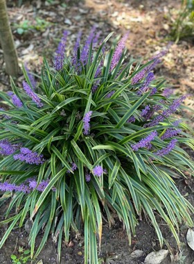 花镜植物耐寒别墅多年生矮花金边麦冬草苗花园宿根花卉地被绿化花