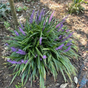 花镜植物耐寒别墅多年生矮花金边麦冬草苗花园宿根花卉地被绿化花