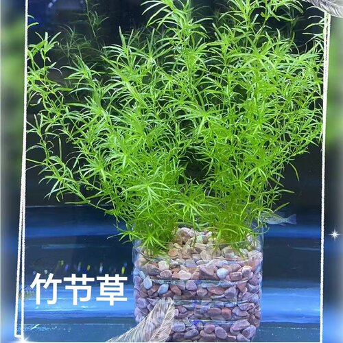 印度竹节水草植物好养新手懒人耐活阴性造景鱼缸增氧净化水质四季