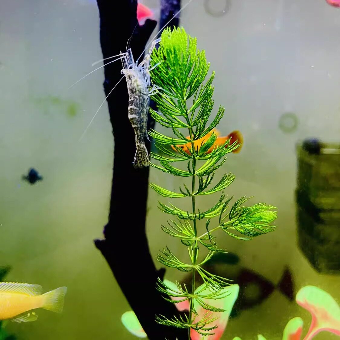 金鱼藻蜈蚣草阴性水草增氧印度小竹节草懒人新手鱼缸造景净化水质