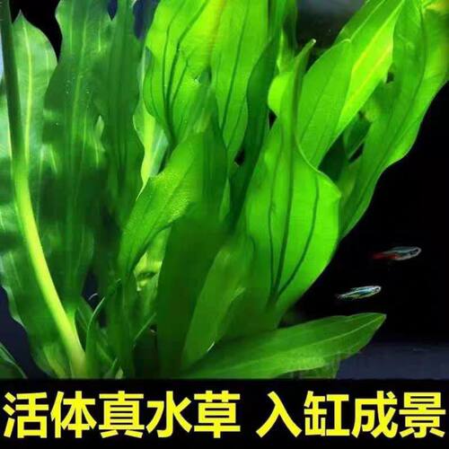 特价水草绿九冠鱼缸水族箱鱼缸造景淡水活体阴性草沉木造景植物