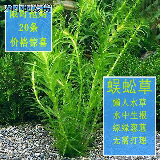 淡水水草绿植物鱼缸装饰新手懒人真水草净化水质耐养蜈蚣草