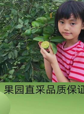 云南老品种土柠檬（有籽）丑柠檬 半野放皮薄汁现採顺丰随机包邮
