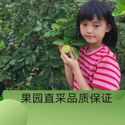 京东速递 云南老品种土柠檬（有籽）丑柠檬 半野放皮薄汁现採发货