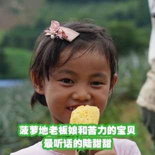 云南现採不带叶新鲜菠萝收到就吃不用催熟顺丰随机发