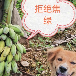 禁止蕉绿整串带杆小芭蕉办公室水培种养食用香蕉芭蕉花拒绝焦绿不