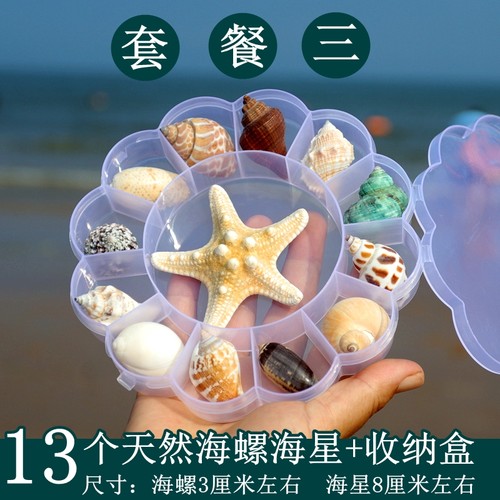 贝壳海螺天然标本螺生物科普把玩