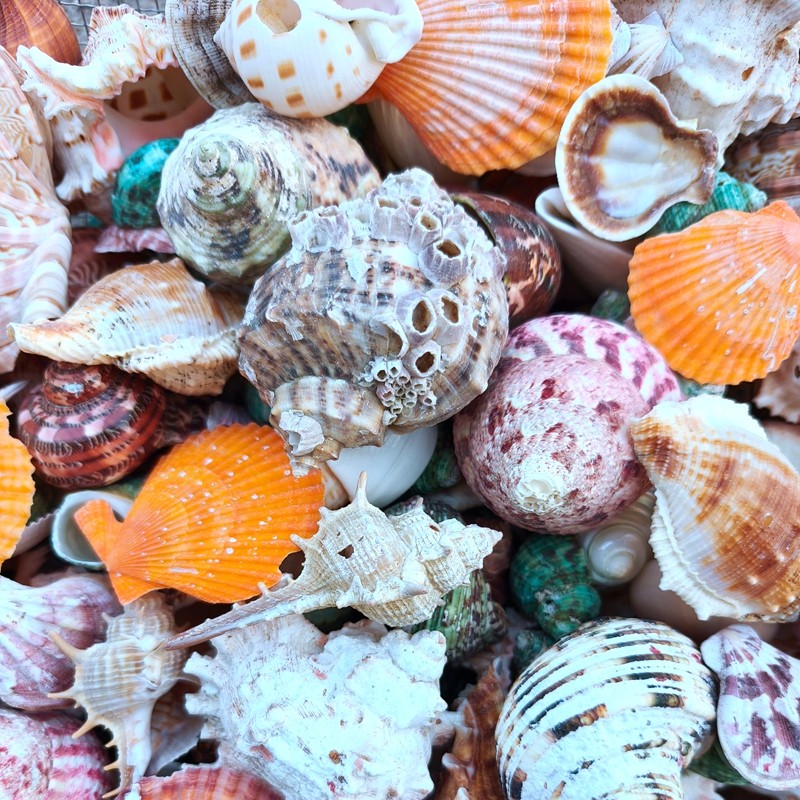 天然残次瑕疵海螺贝壳鱼缸水族造料游乐园仿海景布景贴墙地台材料