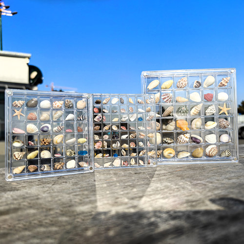 微贝海螺贝壳海星收纳盒装小礼物