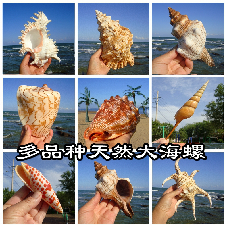 千手鱼缸造景居家多品种大海螺
