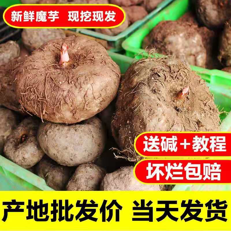 贵州新鲜生魔芋现挖发货做豆腐产其它