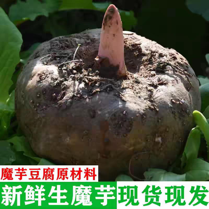 新鲜魔芋现挖现发贵州农家自种生其它