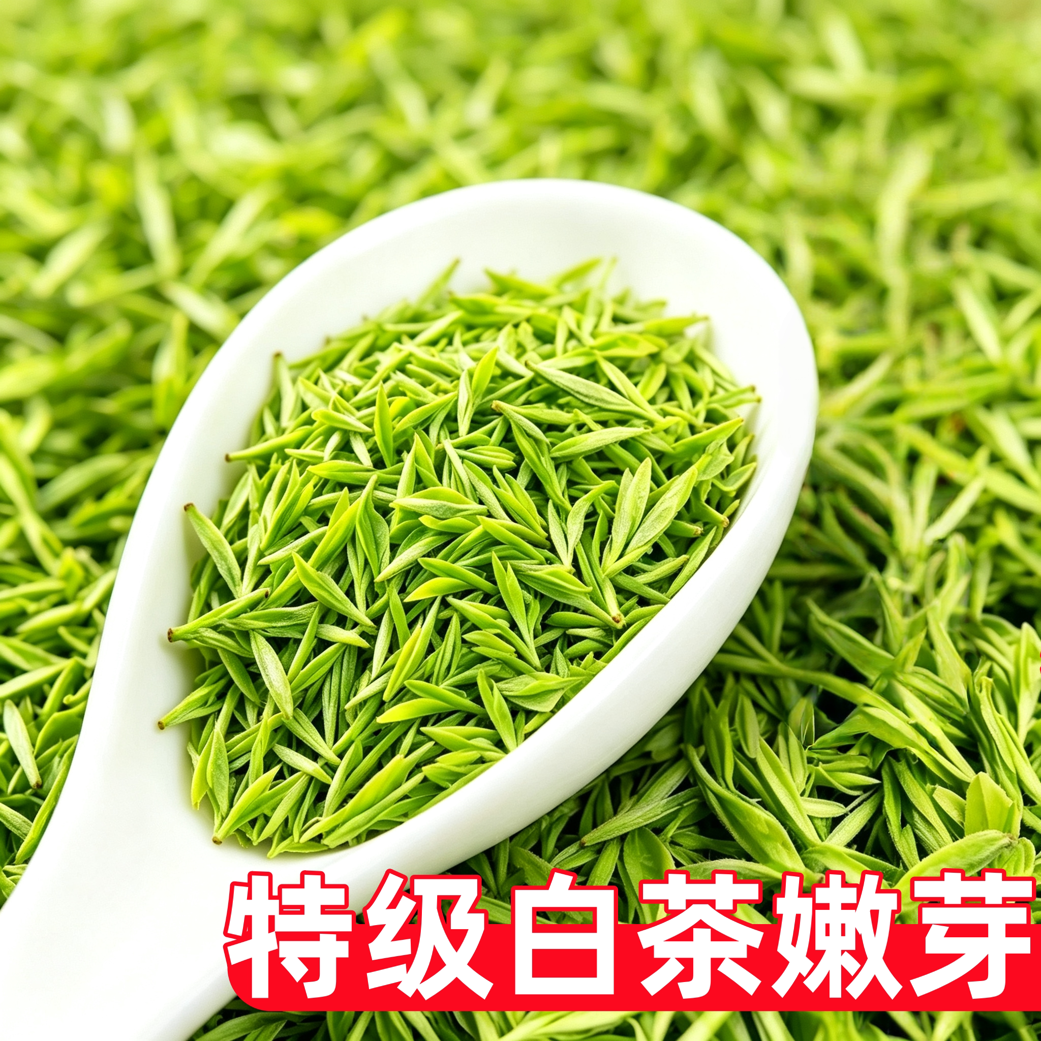 2026新茶安吉产白茶，好喝