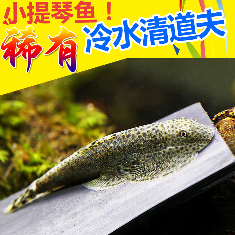 冷水清道夫吸鳅贵州爬岩鳅除藻小型活体淡水小提琴鱼缸清洁工具鱼