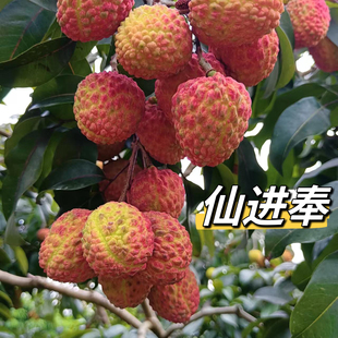 正宗合江荔枝仙进奉现摘现发五斤包邮空运包邮