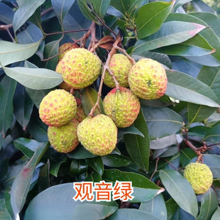 正宗四川合江荔枝妃子笑带绿现摘现发空运包邮包邮次日达礼盒装