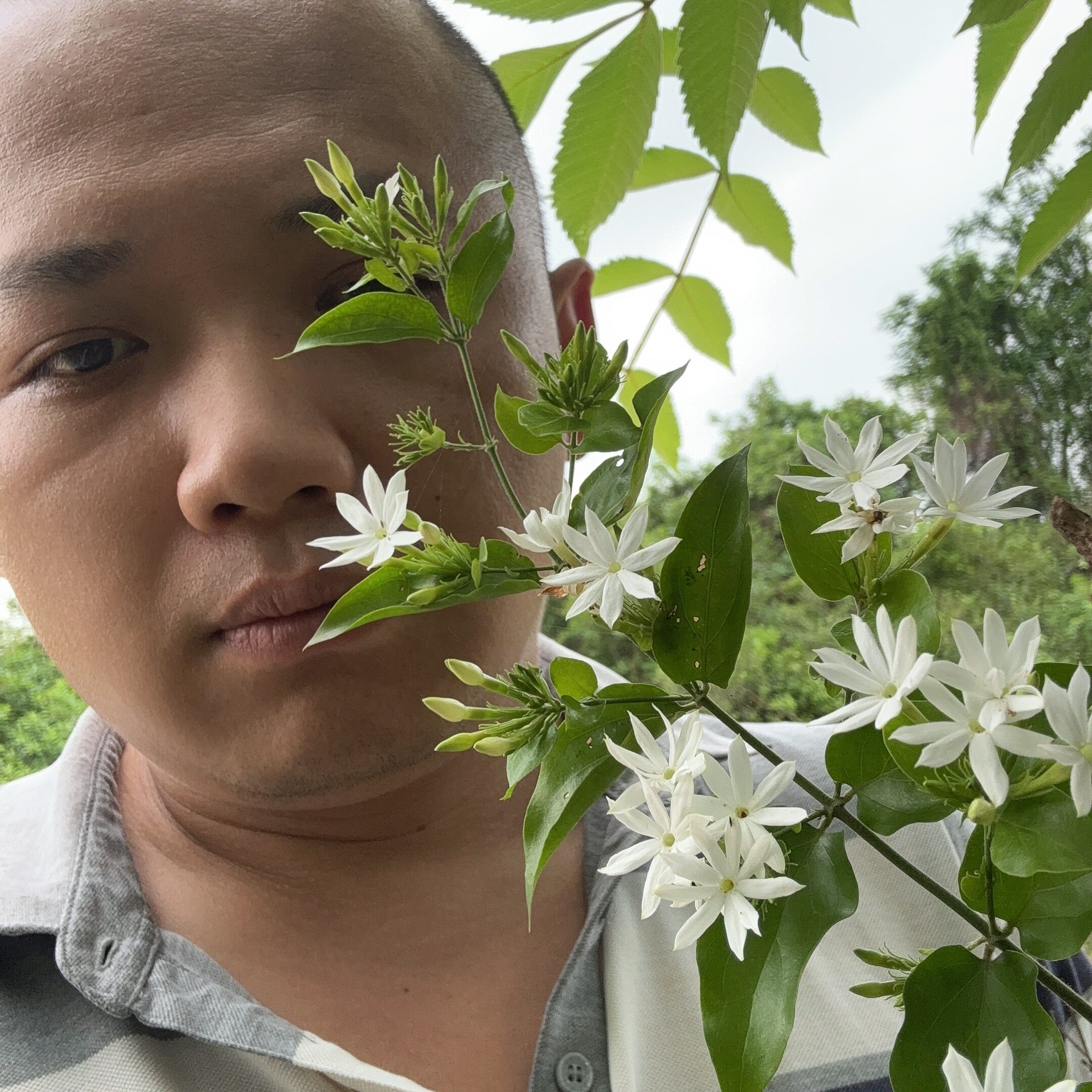 扭肚藤中草药材新鲜干货头根谢三娘白金银花茶菜假素馨青仔毛猪肚