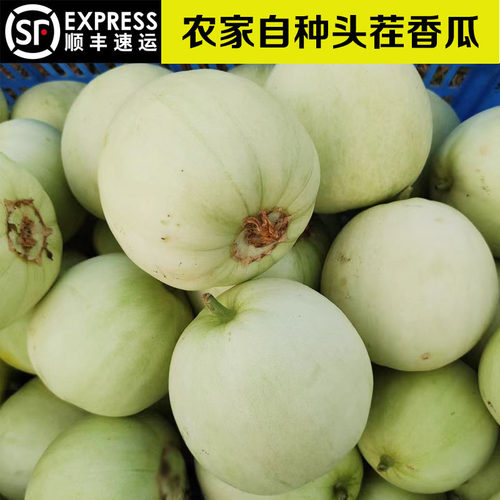 湖南老品种香瓜头茬新鲜白皮蜜瓜