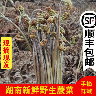 【顺丰包邮】新鲜蕨菜湖南郴州野生甜蕨菜手摘山蕨苔撅菜猫龙爪菜