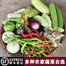 包邮 农家蔬菜自选湖南新鲜辣椒茄子扁豆丝瓜南瓜苦瓜组合混搭顺丰