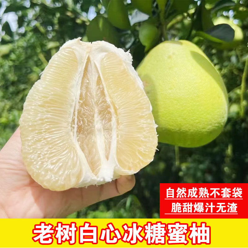白心冰糖蜜柚湖南郴州20年老树柚