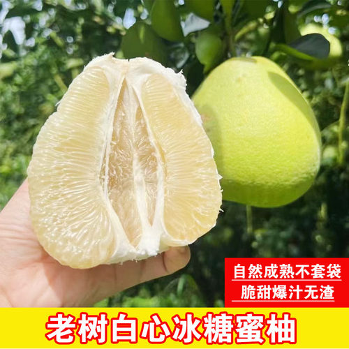 白心冰糖蜜柚湖南郴州20年老树柚