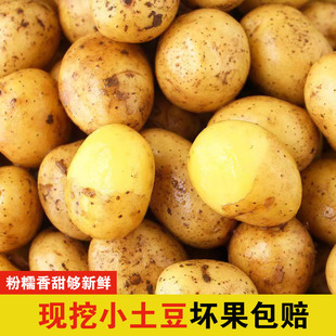 新鲜现挖小土豆农家老品种自种小洋芋粉糯应季蔬菜黄心迷你马铃薯